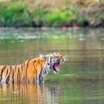 Pench-National-Park-mogli land